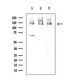 Invitrogen DDB1 Polyclonal Antibody 100 &mu;L; Unconjugated:Antibodies,