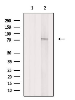 Invitrogen DDX18 Polyclonal Antibody 100 &mu;L; Unconjugated:Antibodies,