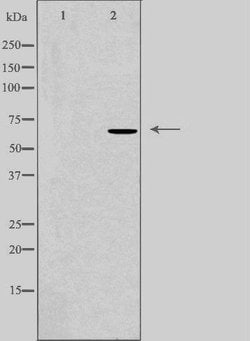 Invitrogen DDX52 Polyclonal Antibody 100 &mu;L; Unconjugated:Antibodies,