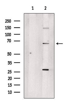 Invitrogen DDX55 Polyclonal Antibody 100 &mu;L; Unconjugated:Antibodies,