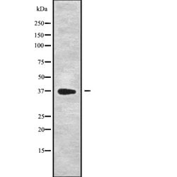 DEDD Polyclonal Antibody, Invitrogen 100 &mu;L; Unconjugated:Antibodies,