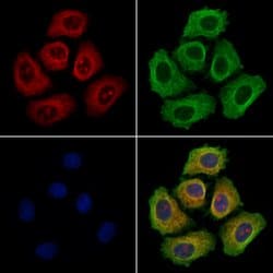 Invitrogen DERL2 Polyclonal Antibody 100 &mu;L; Unconjugated:Antibodies,