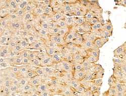 Invitrogen DERL2 Polyclonal Antibody 100 &mu;L; Unconjugated:Antibodies,