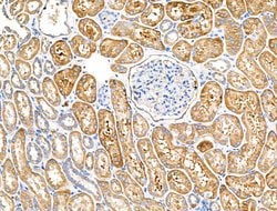 Invitrogen DCD Polyclonal Antibody 100 &mu;L; Unconjugated:Antibodies,