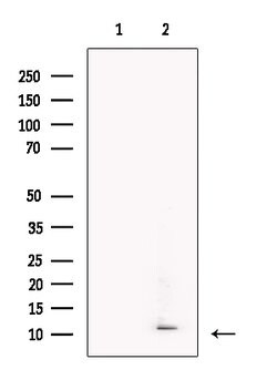 Invitrogen DCD Polyclonal Antibody 100 &mu;L; Unconjugated:Antibodies,