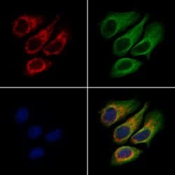 Invitrogen DHCR7 Polyclonal Antibody 100 &mu;L; Unconjugated:Antibodies,