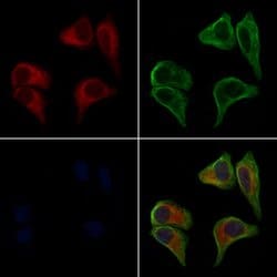 Invitrogen DIABLO Polyclonal Antibody 100 &mu;L; Unconjugated:Antibodies,