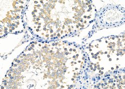 Invitrogen DIABLO Polyclonal Antibody 100 &mu;L; Unconjugated:Antibodies,