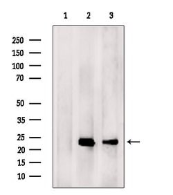 Invitrogen DIABLO Polyclonal Antibody 100 &mu;L; Unconjugated:Antibodies,