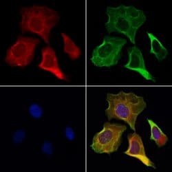 Invitrogen DIAPH3 Polyclonal Antibody 100 &mu;L; Unconjugated:Antibodies,