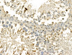 Invitrogen DIAPH3 Polyclonal Antibody 100 &mu;L; Unconjugated:Antibodies,