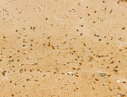 Invitrogen Dicer Polyclonal Antibody 100 &mu;L | Buy Online | Invitrogen&trade; | Fisher Scientific