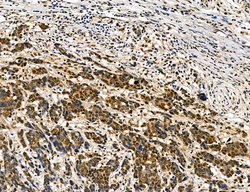 Invitrogen Dicer Polyclonal Antibody 100 &mu;L | Buy Online | Invitrogen&trade; | Fisher Scientific