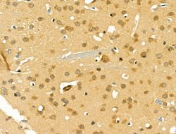 Invitrogen RNA pol II CTD Polyclonal Antibody 100 &mu;L; Unconjugated:Antibodies,