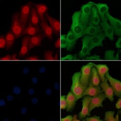 Invitrogen RNA pol II CTD Polyclonal Antibody 100 &mu;L; Unconjugated:Antibodies,