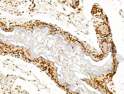 Invitrogen POLQ Polyclonal Antibody 100 μL; Unconjugated:Antibodies,