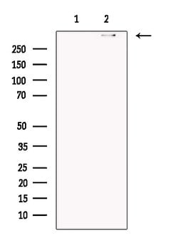 Invitrogen DNAH5 Polyclonal Antibody 100 &mu;L; Unconjugated:Antibodies,