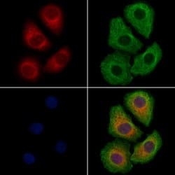 Invitrogen HDJ2 Polyclonal Antibody 100 &mu;L; Unconjugated:Antibodies,