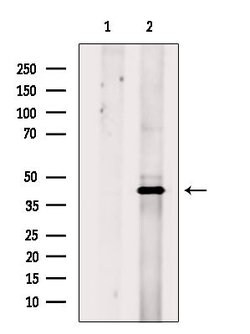 Invitrogen HDJ2 Polyclonal Antibody 100 &mu;L; Unconjugated:Antibodies,