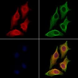 Invitrogen DNase II Polyclonal Antibody 100 &mu;L; Unconjugated:Antibodies,
