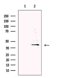 Invitrogen DNase II Polyclonal Antibody 100 &mu;L; Unconjugated:Antibodies,