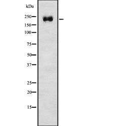 Invitrogen DOCK2 Polyclonal Antibody 100 &mu;L | Buy Online | Invitrogen&trade; | Fisher Scientific