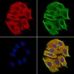 Invitrogen DPP9 Polyclonal Antibody 100 &mu;L; Unconjugated:Antibodies,