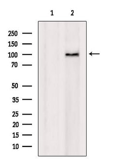 Invitrogen DPP9 Polyclonal Antibody 100 &mu;L; Unconjugated:Antibodies,