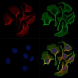 Invitrogen DUSP19 Polyclonal Antibody 100 &mu;L; Unconjugated:Antibodies,