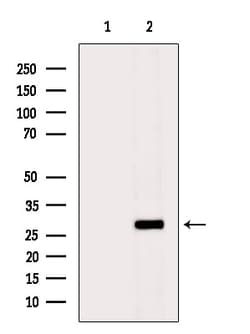 Invitrogen DUSP19 Polyclonal Antibody 100 &mu;L; Unconjugated:Antibodies,