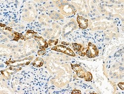 Invitrogen DVL3 Polyclonal Antibody 100 &mu;L; Unconjugated:Antibodies,