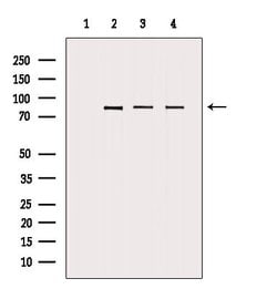 Invitrogen DVL3 Polyclonal Antibody 100 &mu;L; Unconjugated:Antibodies,