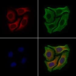Invitrogen DYNC1H1 Polyclonal Antibody 100 &mu;L; Unconjugated:Antibodies,
