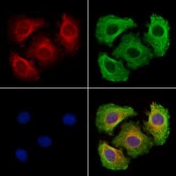 Invitrogen MAPRE3 Polyclonal Antibody 100 &mu;L; Unconjugated:Antibodies,