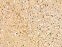 Invitrogen MAPRE3 Polyclonal Antibody 100 &mu;L; Unconjugated:Antibodies,