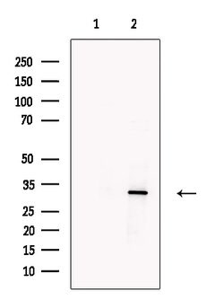 Invitrogen MAPRE3 Polyclonal Antibody 100 &mu;L; Unconjugated:Antibodies,