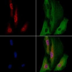 Invitrogen EBF2 Polyclonal Antibody 100 &mu;L; Unconjugated:Antibodies,