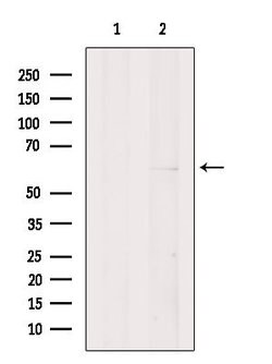 Invitrogen EBF2 Polyclonal Antibody 100 &mu;L; Unconjugated:Antibodies,