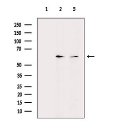 Invitrogen EBF2 Polyclonal Antibody 100 &mu;L; Unconjugated:Antibodies,
