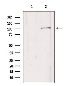 EDEM3 Polyclonal Antibody:Antibodies, Polyclonal