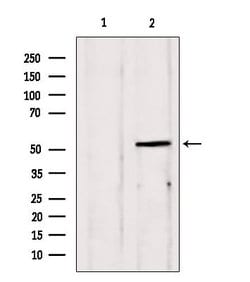 Invitrogen EDIL3 Polyclonal Antibody 100 &mu;L | Buy Online | Invitrogen&trade; | Fisher Scientific
