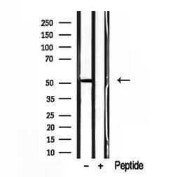 Invitrogen EDIL3 Polyclonal Antibody 100 &mu;L | Buy Online | Invitrogen&trade; | Fisher Scientific