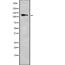 Invitrogen KIF11 Polyclonal Antibody 100 &mu;L; Unconjugated:Antibodies,