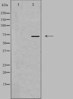 Invitrogen HRI Polyclonal Antibody 100 &mu;L; Unconjugated:Antibodies,