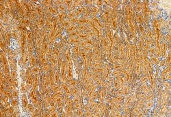 Invitrogen eIF4A3 Polyclonal Antibody 100 &mu;L; Unconjugated:Antibodies,