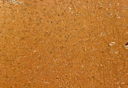 Invitrogen eIF4A3 Polyclonal Antibody 100 &mu;L; Unconjugated:Antibodies,