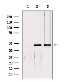 Invitrogen eIF4A3 Polyclonal Antibody 100 &mu;L; Unconjugated:Antibodies,