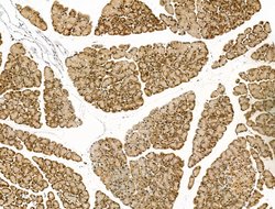 Invitrogen CELA3B Polyclonal Antibody 100 &mu;L; Unconjugated:Antibodies,