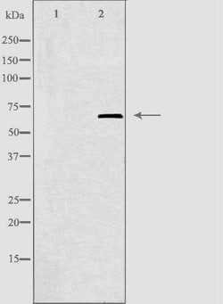 Invitrogen ELF1 Polyclonal Antibody 100 &mu;L; Unconjugated:Antibodies,
