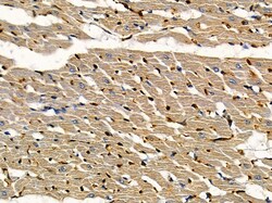 ELOA Polyclonal Antibody, Invitrogen 100 &mu;L; Unconjugated:Antibodies,